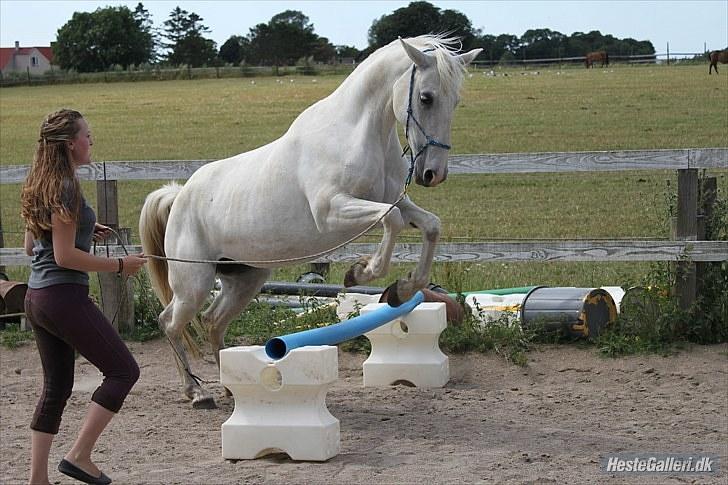 Lipizzaner Tasya - 19 # Tasya er ret utryg over springene, tænk hvis de spiser mig...... Foto : Miza billede 17