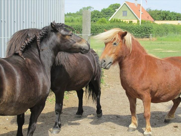 Shetlænder Ellinges Caya billede 5