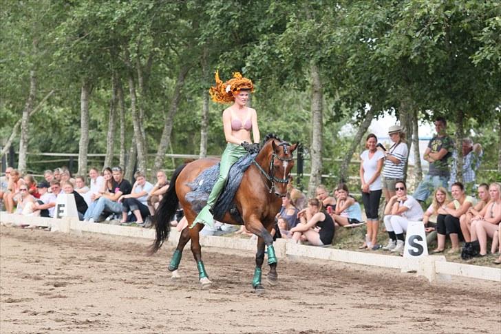 Dansk Varmblod Midt-West Madonna - Fra vores MB kür-ridt :) billede 20