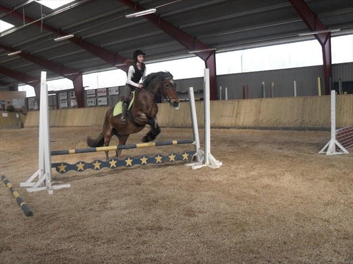 Irish Cob Verbena Savnet. Tidl part - Spring på Verbena d. 5/6-10 Savner hende :) Fotograf: Nicoline Mikkelsen :) billede 19
