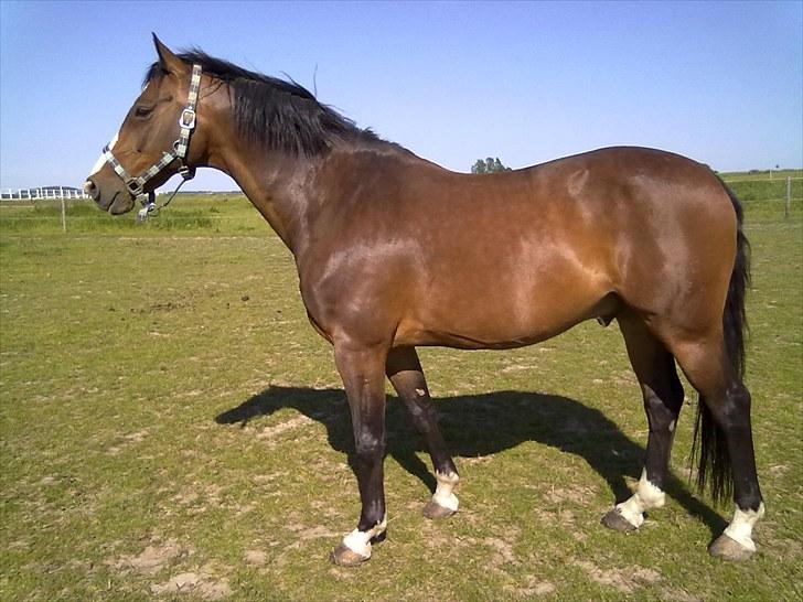 Dansk Varmblod Prior´s Lex billede 5