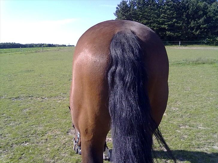 Dansk Varmblod Prior´s Lex billede 6