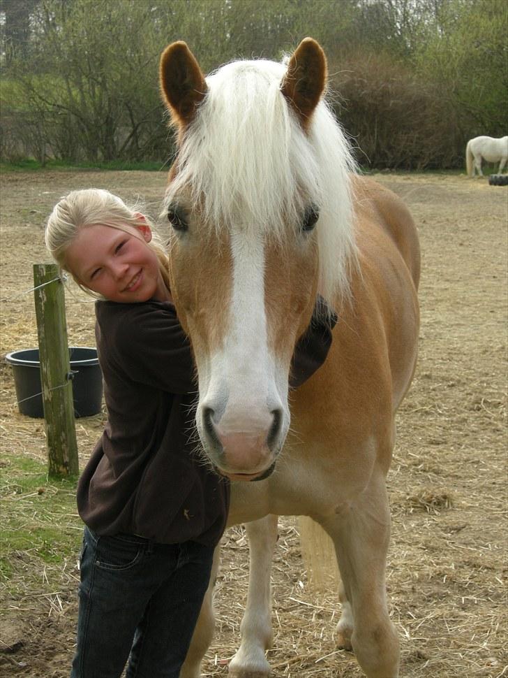 Haflinger Sir Toby <3 - hej med jer;D billede 1