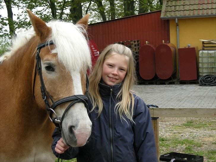 Haflinger Sir Toby <3 billede 3