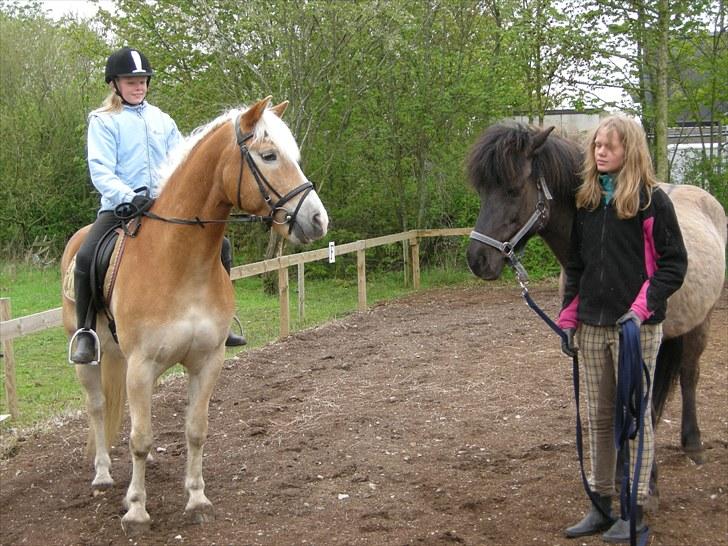 Haflinger Sir Toby <3 billede 5