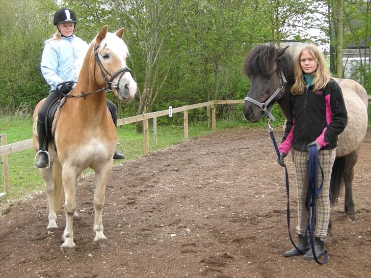 Haflinger Sir Toby <3 - hej med dig Múni billede 6