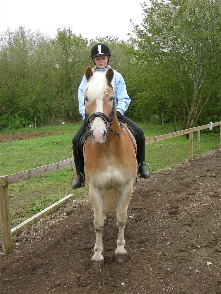 Haflinger Sir Toby <3 - her er jeg!!! billede 7