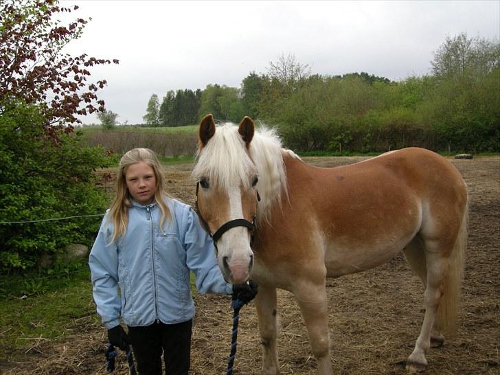 Haflinger Sir Toby <3 - ja jeg ser dum ud men det er fordi jeg har sikkerhedsvest inden under billede 8