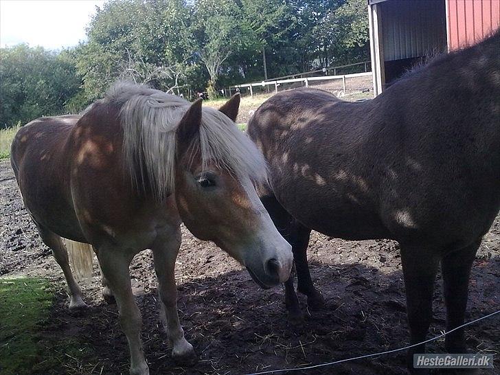 Haflinger Sir Toby <3 - Du er så smuk. Du lærte mig så meget. Du hjalp mig over min dybe sorg<3 billede 9