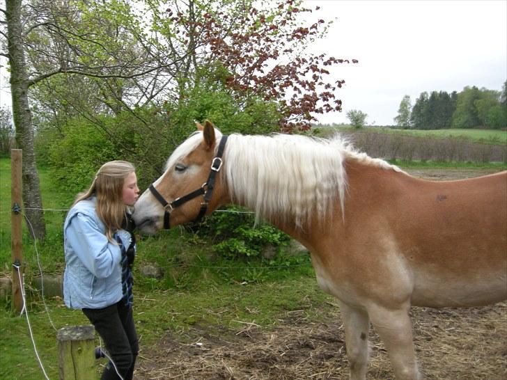 Haflinger Sir Toby <3 - Ja kom så Toby "mys" billede 10