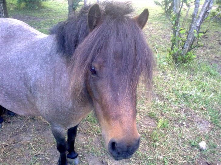 Shetlænder Diamond billede 12