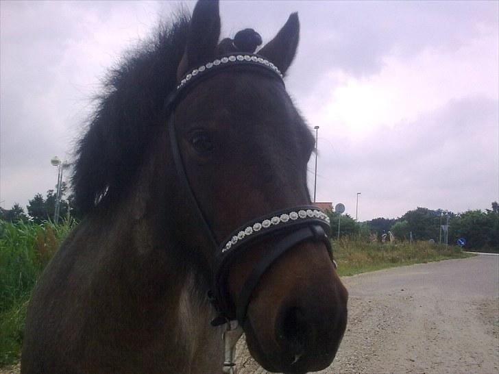 Shetlænder Diamond billede 13