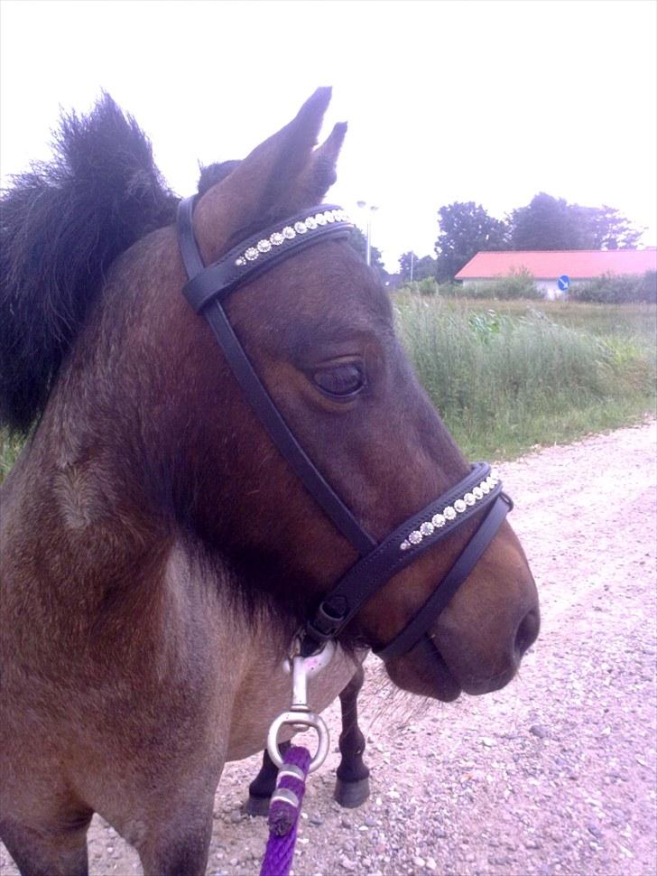 Shetlænder Diamond billede 14