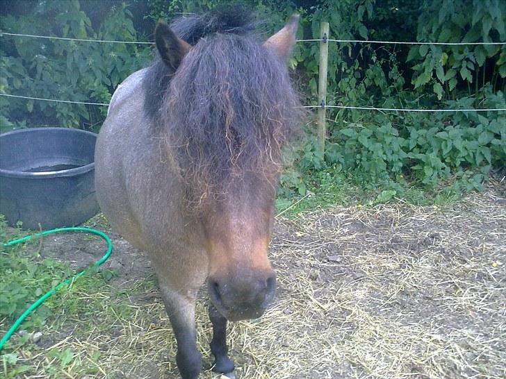 Shetlænder Diamond billede 15