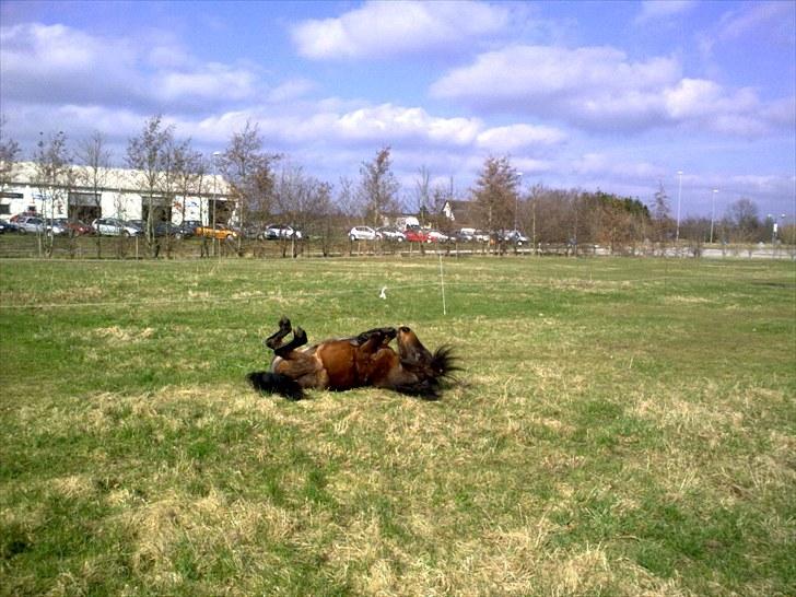 Shetlænder Diamond billede 16