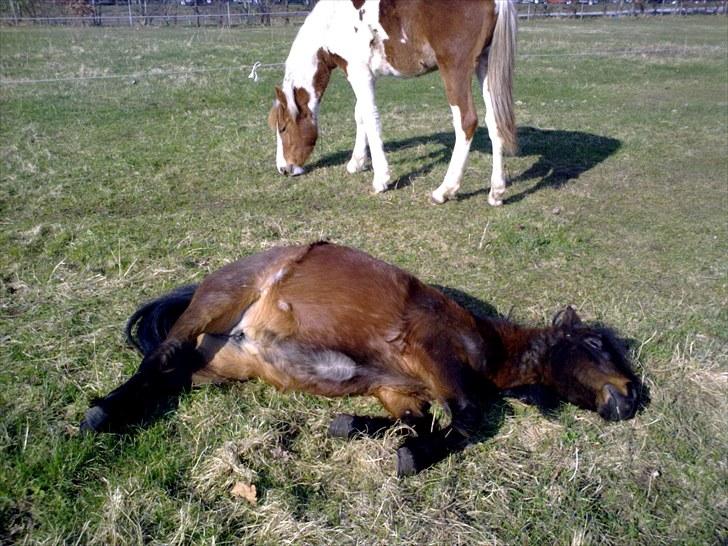 Shetlænder Diamond billede 17