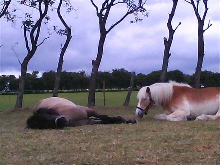 Haflinger Sir Toby <3 - Toby og Múni som ligger og sover Múni flader helt ud :) billede 11