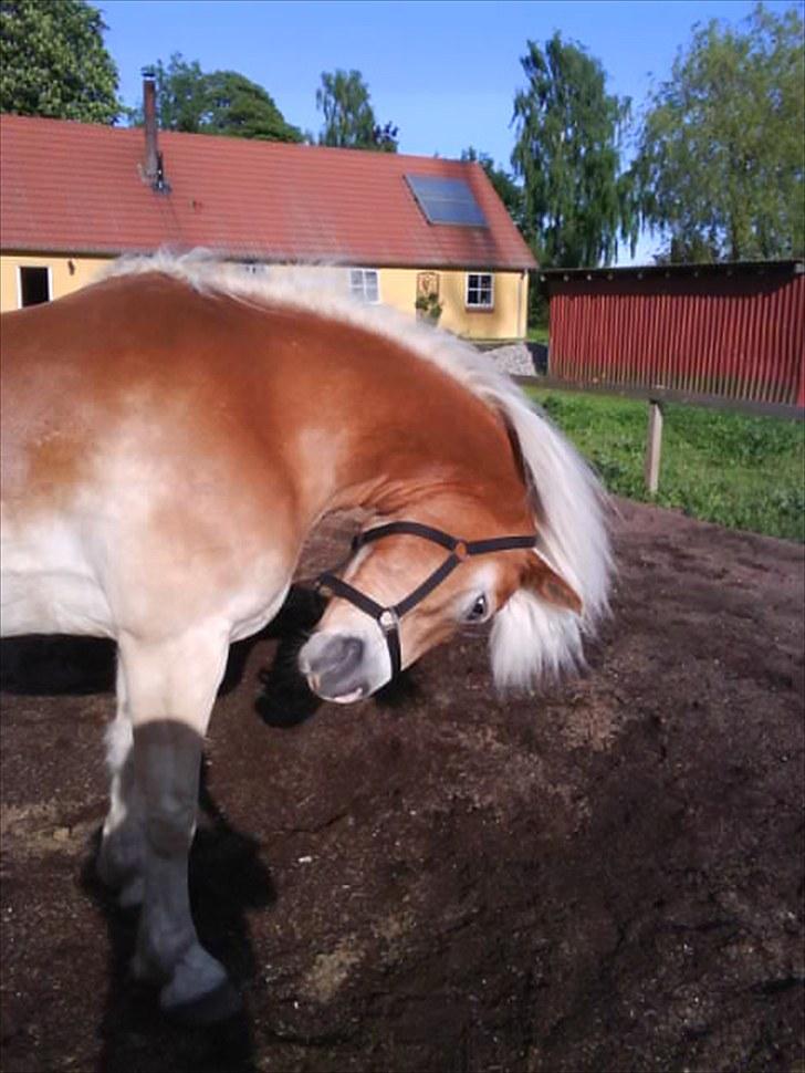 Haflinger Sir Toby <3 - Så se lige mit flotte hår!!! billede 13