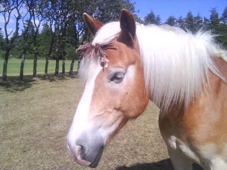 Haflinger Sir Toby <3 - Toby som har en blomster krans om pandelokken billede 14