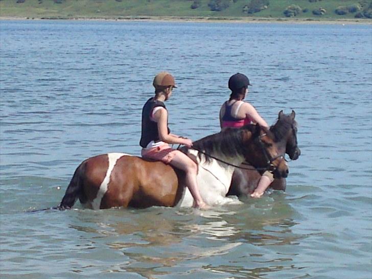 Anden særlig race Reval-A *SOLGT* - i vandet med Louisepigen og Freja hesten ! lovely ! vi er vandhunde i forklædning ! :D  billede 16