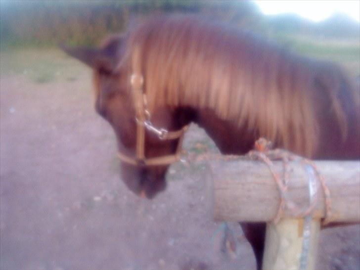 Anden særlig race Fuxie<3 (prinsessen)<3 billede 13