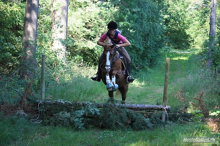 DSP Vejlebro's Pondus Solgt<3 - Pondus og mig i skoven på ridelejr 2010 Foto: Vp billede 11