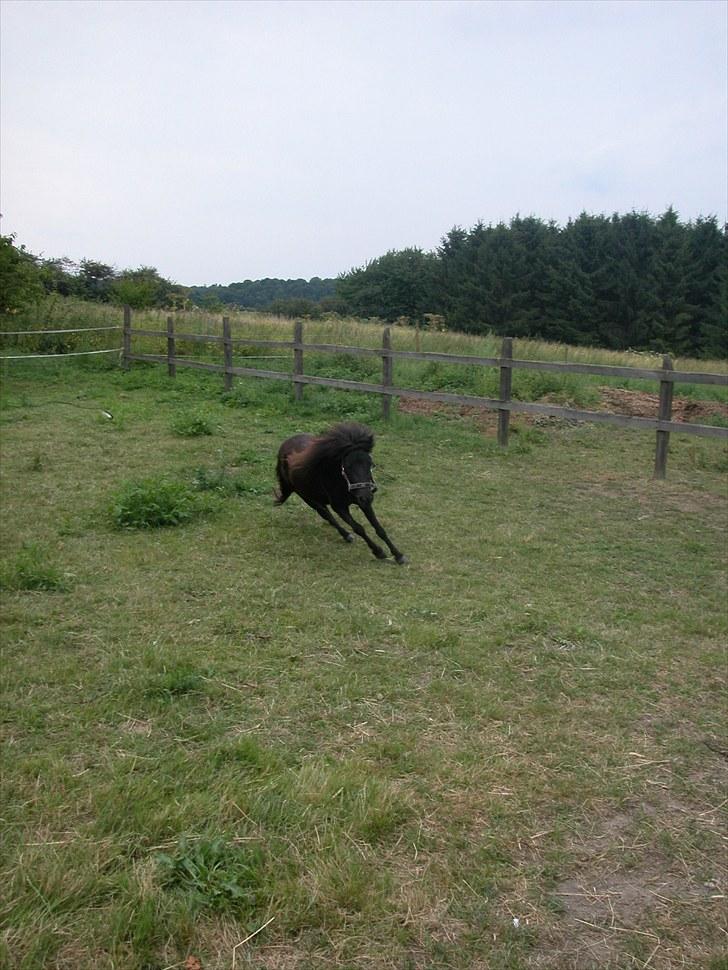 Miniature *Lille Ronja* billede 9