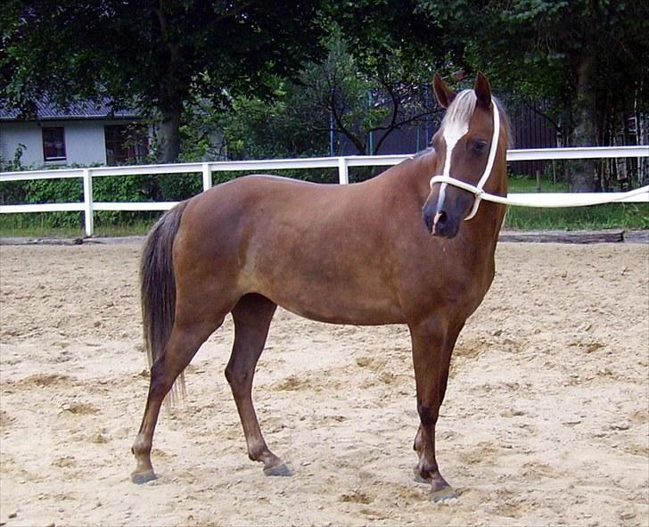 Welsh Pony (sec B) | Amigo Bluebell | - 9 Foto : Emilie Pedersen. billede 9
