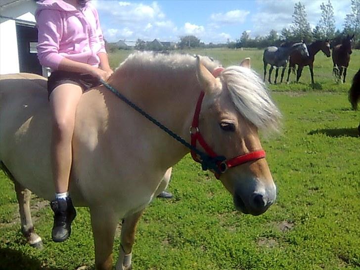 Fjordhest Lise *Solgt* billede 6