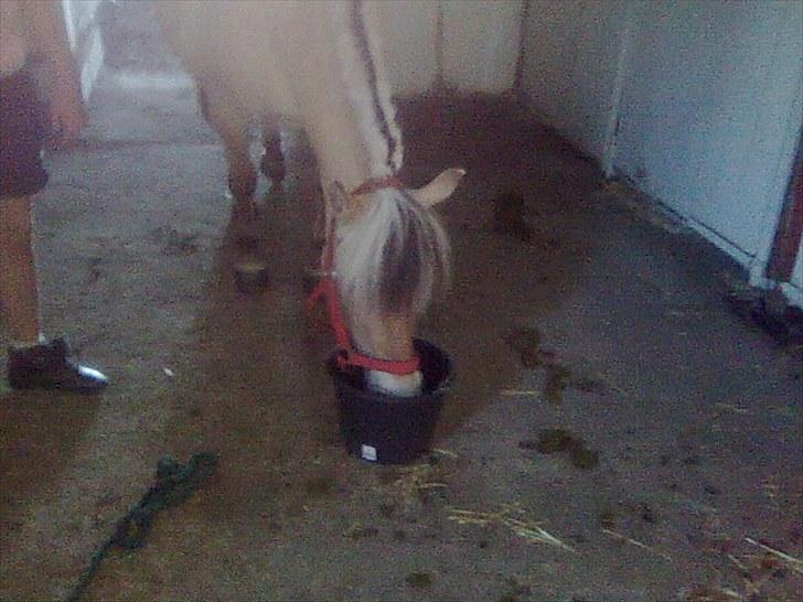 Fjordhest Lise *Solgt* billede 7