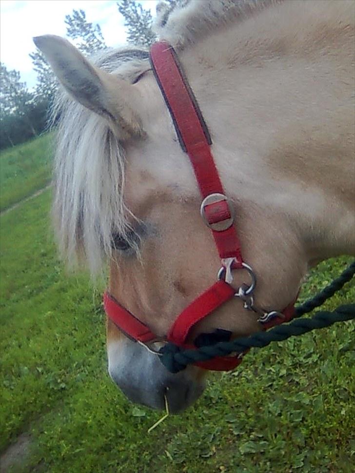 Fjordhest Lise *Solgt* billede 8