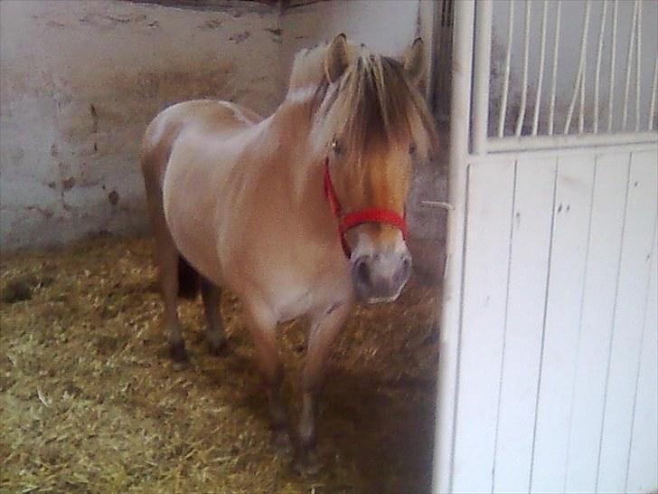 Fjordhest Lise *Solgt* billede 9