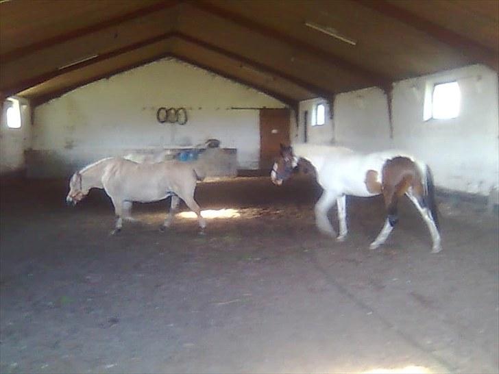 Fjordhest Lise *Solgt* billede 10