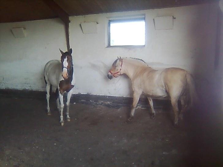 Fjordhest Lise *Solgt* billede 11