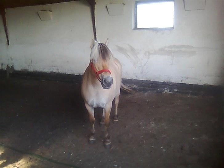 Fjordhest Lise *Solgt* billede 12