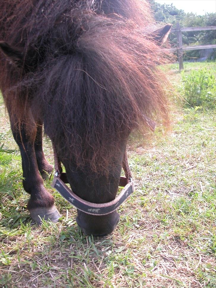 Miniature *Lille Ronja* billede 15