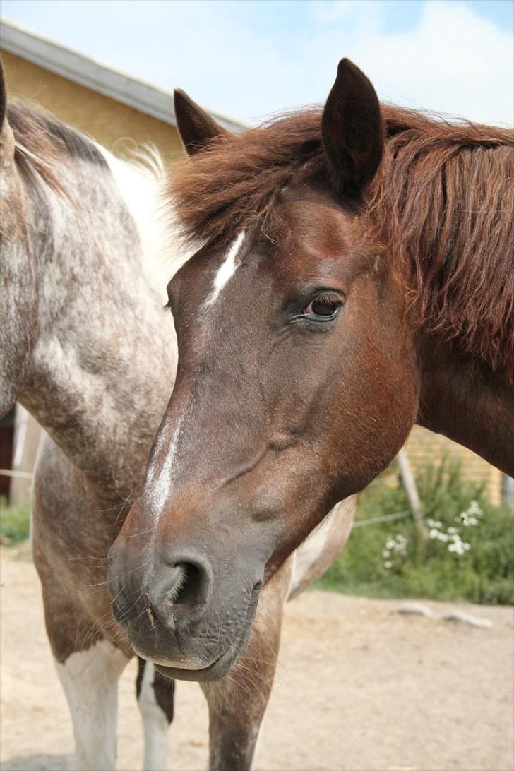 Anden særlig race Miss trixie bell  - Trixie på fold. :) Juli 2010 billede 14