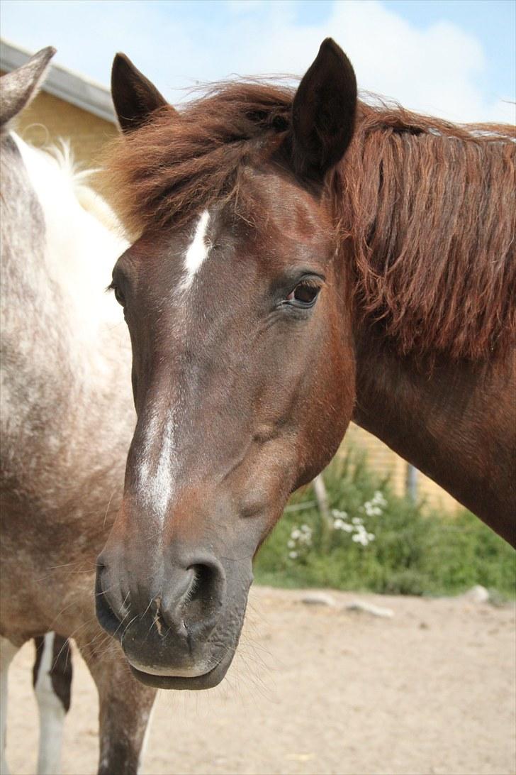 Anden særlig race Miss trixie bell  -  Jeg eeelsker dig Trixie! *; billede 15