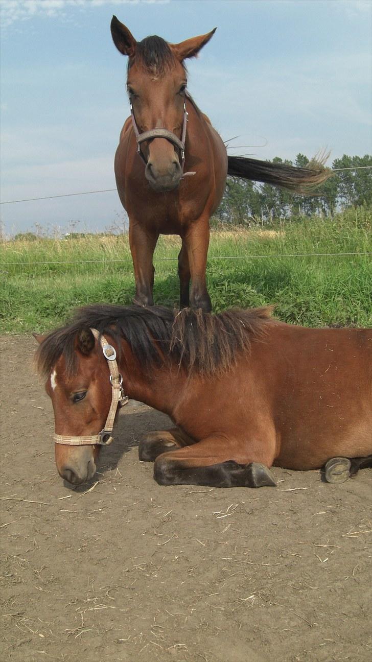 Welsh Partbred (Sec F) Aimi  - ...en hørmeslapper på en varm sommerdag... ;-P billede 13