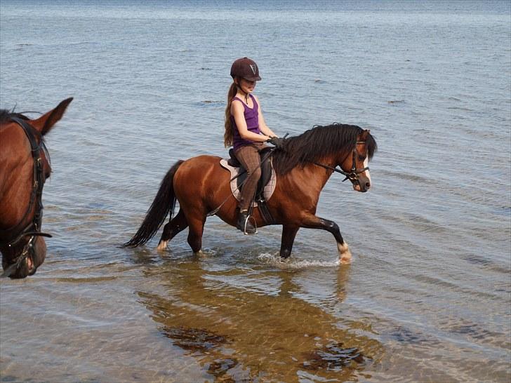 Welsh Mountain (sec A) Stoertebecker´s Genius - Det var SÅ sjovt ved starnden med ham, Linda og Dolce<3 billede 9