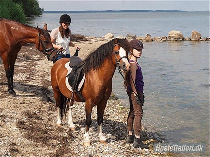 Welsh Mountain (sec A) Stoertebecker´s Genius billede 11