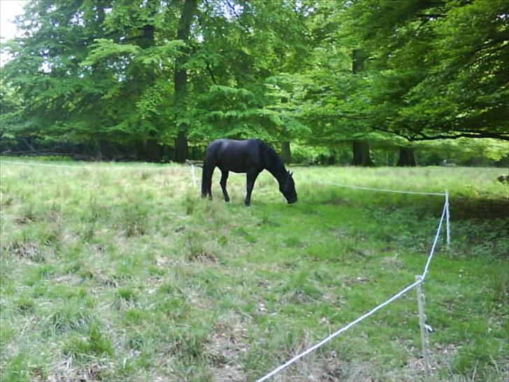 Anden særlig race  | Walther |  - Walther i Dyrehaven og spille skuespil, men her holder han en velfortjent pause. billede 10