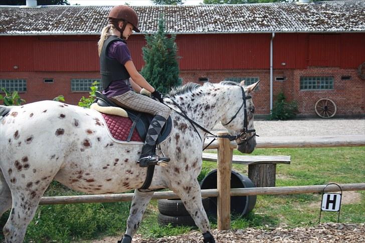 Knabstrupper Jeronimo ( Aquilla) - dressurhest billede 2