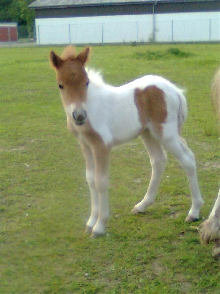 Anden særlig race ferrari - kun 2 dage gammel billede 1