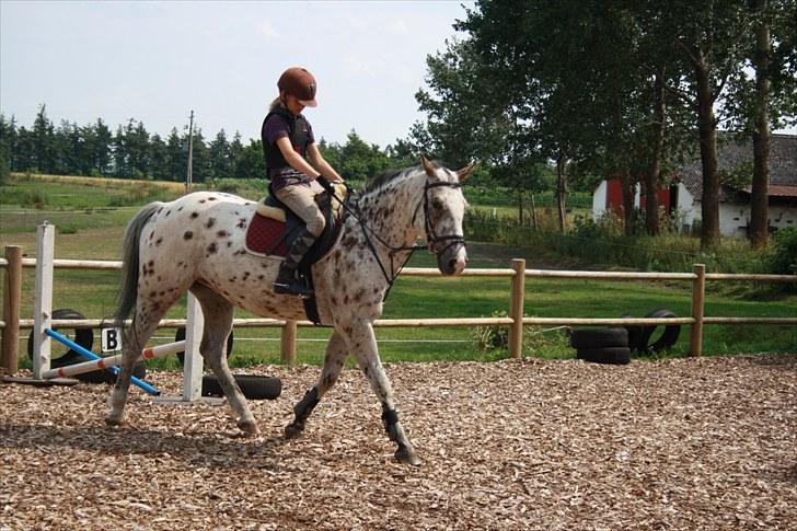 Knabstrupper Jeronimo ( Aquilla) - dejlig hest billede 4