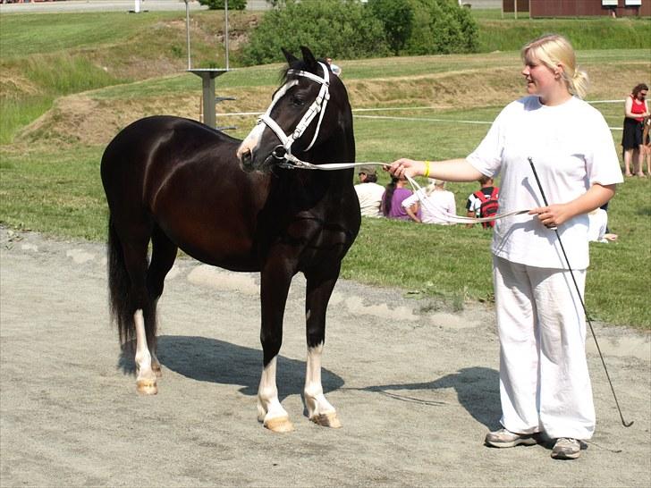 Welsh Pony af Cob-type (sec C) Lundquistens Black Bess billede 1