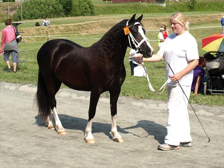 Welsh Pony af Cob-type (sec C) Lundquistens Black Bess billede 2