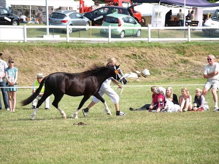 Welsh Pony af Cob-type (sec C) Lundquistens Black Bess billede 3