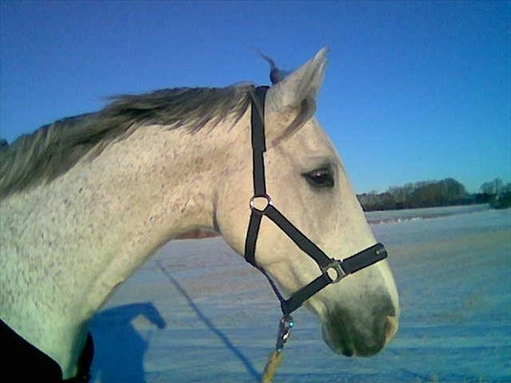Dansk Varmblod Shaigun 13.04.93-06.02.07 - Verdens smukkeste-beklageligvis var det min gamle, gamle mobil der tog dette billede så det er ikke så skarpt billede 1