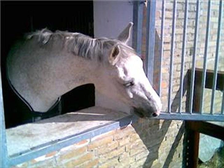 Dansk Varmblod Shaigun 13.04.93-06.02.07 - Pillemule :o) Vi havde de bedste stunder ved det vindue  billede 2